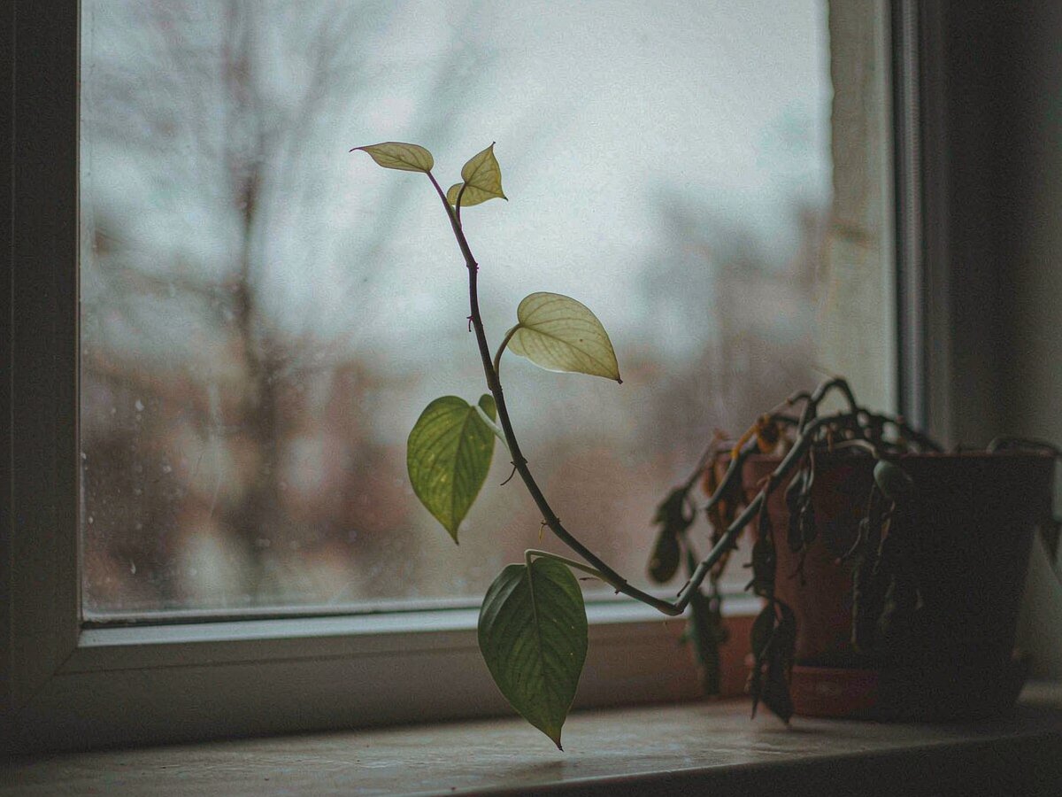 A leggy houseplant leaning toward a dim winter window with long gaps between its leaves